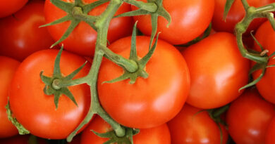 फरवरी का महीना टमाटर की खेती के लिए उचित