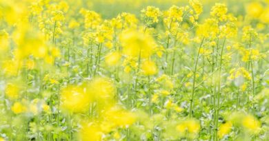 राजगढ़ जिले में ड्रोन से बदली खेती: 2500 एकड़ में हुआ फसल स्प्रे, किसानों को मिला बड़ा फायदा  