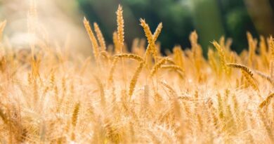 रबी विपणन वर्ष 2026-27: राजगढ़ जिले में 84 केंद्रों पर होगा समर्थन मूल्य पर गेहूं उपार्जन  