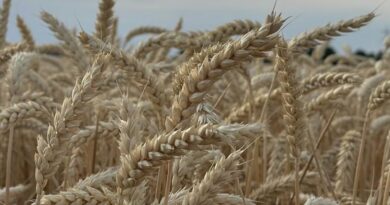 छिंदवाड़ा जिले में भी गेहूं उपार्जन हेतु किसान पंजीयन आज से प्रारंभ