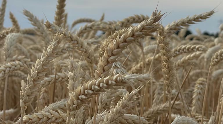 छिंदवाड़ा जिले में भी गेहूं उपार्जन हेतु किसान पंजीयन आज से प्रारंभ