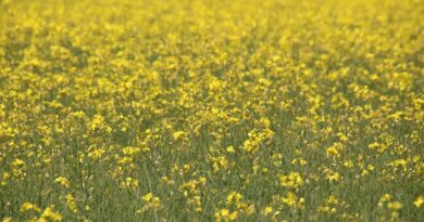 जीरो टिलेज तकनीक से सरसों की खेती हुई लाभकारी, कम लागत में हो रही बंपर पैदावार  