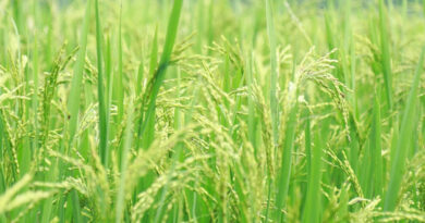 धान मंडी रेट (05 फरवरी 2026)