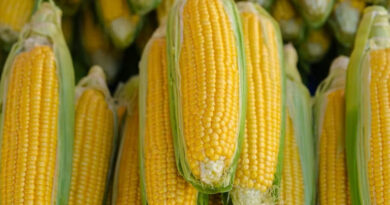 मक्का मंडी रेट (05 फरवरी 2026)