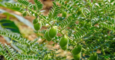 अमानक फफूंदनाशक से चना और मसूर की फसल हुई खराब