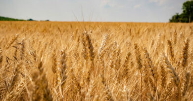 मध्यप्रदेश में आज से शुरू हुआ गेहूं उपार्जन का रजिस्ट्रेशन, जानिए आवेदन की पूरी प्रक्रिया