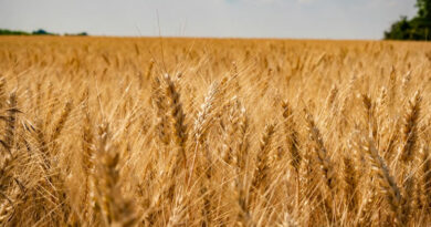 MP Wheat Mandi Rate: मध्य प्रदेश की मंडियों में आज ₹3000 प्रति क्विंटल बिका गेहूं, देखिए 7 फरवरी के ताजा रेट MP Wheat Mandi Rate: मध्य प्रदेश की मंडियों में आज ₹3000 प्रति क्विंटल बिका गेहूं, देखिए 7 फरवरी के ताजा रेट