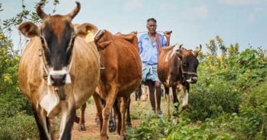 गौ आधारित प्राकृतिक खेती पर कथा करेंगे राजेन्द्र दास जी महाराज