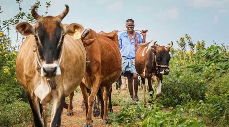 गौ आधारित प्राकृतिक खेती पर कथा करेंगे राजेन्द्र दास जी महाराज
