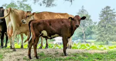 गौ सेवा एवं प्राकृतिक खेती को मिलेगा बल : उप मुख्यमंत्री शुक्ल