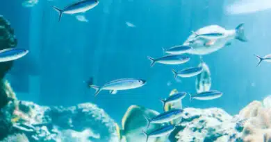 रायपुर: मछली पालन विभाग द्वारा प्रदेशभर के एनीकट्स में मत्स्य बीज का संचयन  