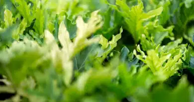 पांढुर्ना: कृषक यादोराव भादे की सफल परिवर्तन यात्रा