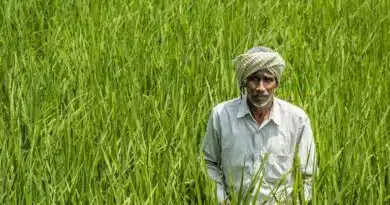 कृषक कल्याण वर्ष 2026: कृषि रथ से गांव-गांव जाकर आधुनिक यंत्रों और नरवाई प्रबंधन की दी गई जानकारी 