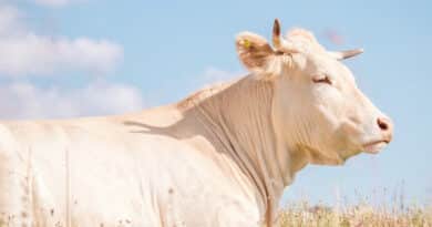 विदिशा की मोबाइल वेटरनरी यूनिट्स का उत्कृष्ट प्रदर्शन