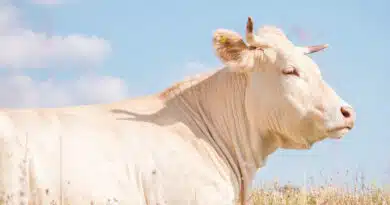 विदिशा की मोबाइल वेटरनरी यूनिट्स का उत्कृष्ट प्रदर्शन