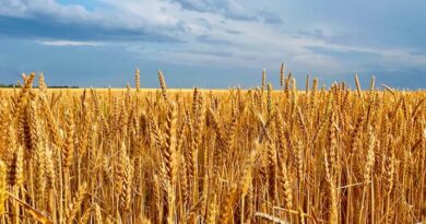 Up Wheat Mandi Rate: य़ूपी में आज ₹2,600 प्रति क्विंटल बिका गेंहू, जानिए 9 फरवरी के ताजा गेहूं मंडी रेट Up Wheat Mandi Rate: य़ूपी में आज ₹2,600 प्रति क्विंटल बिका गेंहू, जानिए 9 फरवरी के ताजा गेहूं मंडी रेट