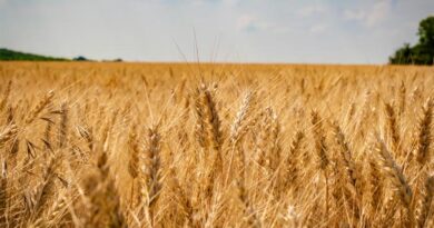 Wheat Mandi Rate: मध्य प्रदेश की मंडियों में 3075 रु. क्विंटल बिका गेहूं, जानिए 17 फरवरी के ताजा मंडी रेट 