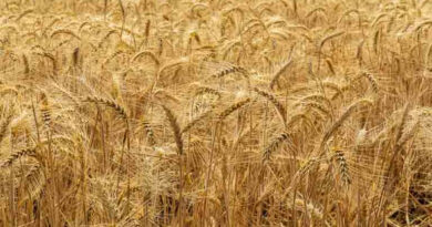 किसानों की क्षतिग्रस्त फसलों का होगा सर्वे - मंत्री श्री सिलावट