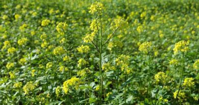 मध्यप्रदेश की मंडियों में आज 8,500 रुपए प्रति क्विंटल तक बिकी सरसों, जानिए 20 फरवरी के ताजा मंडी रेट  