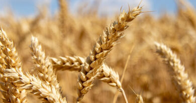 UP Wheat Mandi Rate: उत्तर प्रदेश के कई जिलों में 2,600 रुपये प्रति क्विंटल बिका गेहूं, जानिए 20 जनवरी के ताजा मंडी रेट  