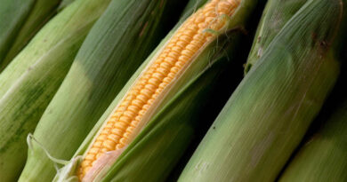 स्वीट कॉर्न की खेती से मालामाल हुए पांढुर्णा के किसान, सात एकड़ में की 10 लाख की शानदार कमाई  