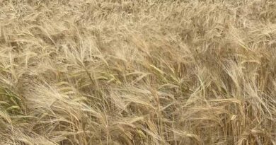 वर्षा से फसल नुकसान का होगा तत्काल सर्वे, किसानों को मिलेगा मुआवजा: तुलसीराम सिलावट  