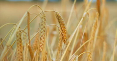 उत्तर प्रदेश में आज 2,300 से 2,625 रुपये प्रति क्विंटल तक बिका गेहूं, देखिए 21 फरवरी के ताजा रेट    