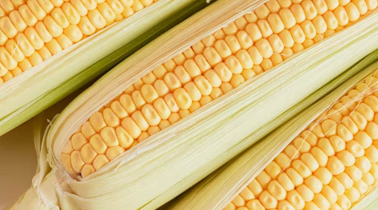 मध्यप्रदेश में आज 1,200 से 1,673 रुपये क्विंटल तक बिका मक्का, देखें 21 फरवरी के ताजा मक्का मंडी रेट