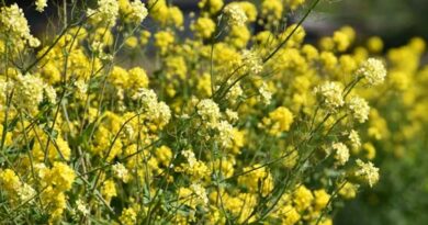 मध्यप्रदेश में आज 3,600 से 6,470 रुपये क्विंटल तक बिकी सरसों, देखिए 21 फरवरी के ताजा सरसों मंडी रेट मध्यप्रदेश में आज 3,600 से 6,470 रुपये क्विंटल तक बिकी सरसों, देखिए 21 फरवरी के ताजा सरसों मंडी रेट