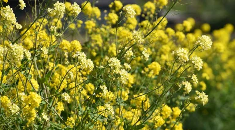 मध्यप्रदेश में आज 3,600 से 6,470 रुपये क्विंटल तक बिकी सरसों, देखिए 21 फरवरी के ताजा सरसों मंडी रेट