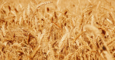 MP Wheat Mandi Rate: मध्य प्रदेश की मंडियों में  2800 रुपये तक पहुंचे गेहूं के दाम, देखिए राज्य की अन्य मंडियों के ताजा रेट