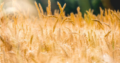 उत्तर प्रदेश की मंडियों में ₹2,350 से ₹2,570 रुपए प्रति क्विंटल बिका गेंहू, देखिए 24 फरवरी के ताजा भाव  