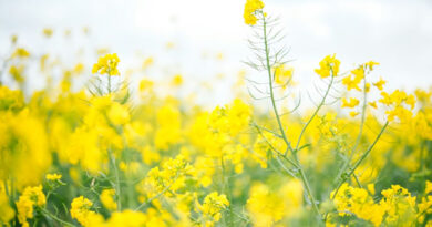 मध्य प्रदेश की मंडियों में सरसों ₹4,201 से ₹6,640 तक बिकी, जानें 24 फरवरी 2026 के ताजा भाव  