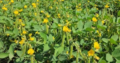 कृषक कल्याण वर्ष 2026: ग्रीष्मकालीन फसलों में मूंग के स्थान पर उड़द को प्राथमिकता