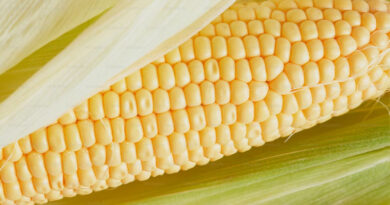 मध्य प्रदेश की मंडियों में मक्का ₹1,200 से ₹1,925 तक बिकी, देखिए 24 फरवरी के ताजा भाव मध्य प्रदेश की मंडियों में मक्का ₹1,200 से ₹1,925 तक बिकी, देखिए 24 फरवरी के ताजा भाव