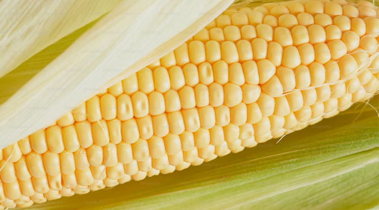 मध्य प्रदेश की मंडियों में मक्का ₹1,200 से ₹1,925 तक बिकी, देखिए 24 फरवरी के ताजा भाव