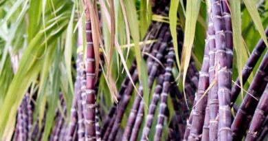 बिहार की सरकार ने दिया गन्ना किसानों को ये तोहफा, ताकि हो उत्पादन में बढोतरी