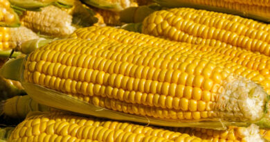 MP Maize Rate: छिंदवाड़ा-खरगोन में ₹1700 तक पहुंचा भाव,  देखिए 27 फरवरी के ताजा रेट