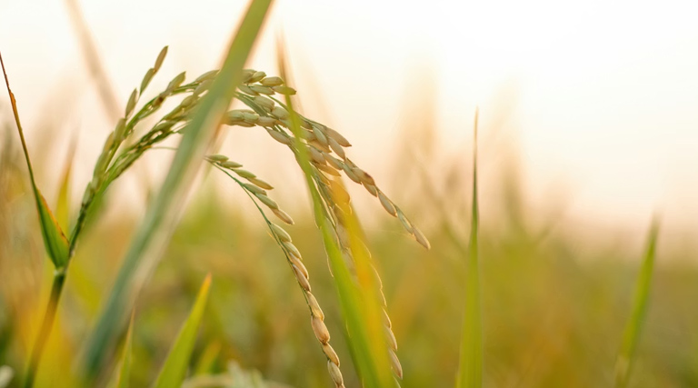 यूपी की मंडियों में आज ₹1700 से ₹3850 प्रति क्विंटल तक बिका धान, जानिए 3 फरवरी के ताजा मंडी रेट