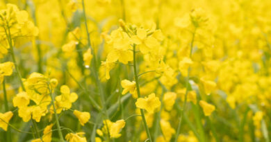 मध्यप्रदेश: ई-उपार्जन पोर्टल पर सरसों का पंजीयन प्रारंभ, अंतिम तिथि 20 मार्च  