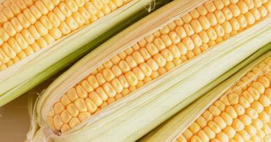 MP Maize Mandi Rate: एमपी में मक्का के दाम 1,330 से 1,610 रुपये के बीच, जानिए 15 फरवरी के ताजा मक्का मंडी रेट 