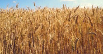 Wheat Mandi Rate: यूपी में 2,400–2,600 रुपये प्रति क्विंटल तक पहुंचा दाम, देखिए आज के ताजा भाव