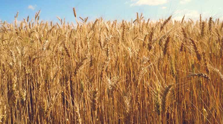 Wheat Mandi Rate: यूपी में 2,400–2,600 रुपये प्रति क्विंटल तक पहुंचा दाम, देखिए आज के ताजा भाव