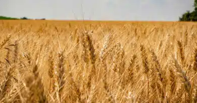 गेहूं उपार्जन हेतु राजगढ़ जिले में 84 पंजीयन केन्‍द्र स्‍थापित