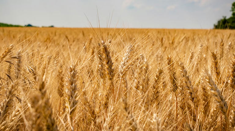 गेहूं उपार्जन हेतु राजगढ़ जिले में 84 पंजीयन केन्‍द्र स्‍थापित