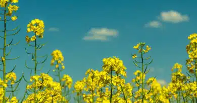 राजगढ़ के खेतों में ड्रोन क्रांति 2500 एकड़ में ऐतिहासिक स्प्रे