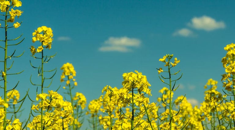 राजगढ़ के खेतों में ड्रोन क्रांति 2500 एकड़ में ऐतिहासिक स्प्रे