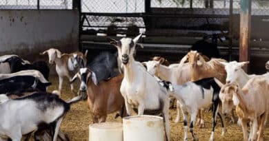 ग्वालियर: परमाल सिंह ने बकरी पालन से बनाया खुद को आत्मनिर्भर