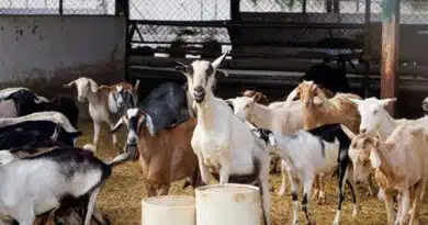 ग्वालियर: परमाल सिंह ने बकरी पालन से बनाया खुद को आत्मनिर्भर