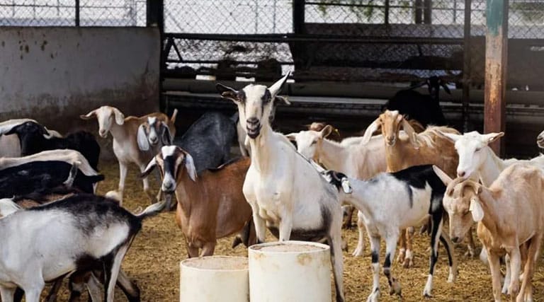 ग्वालियर: परमाल सिंह ने बकरी पालन से बनाया खुद को आत्मनिर्भर